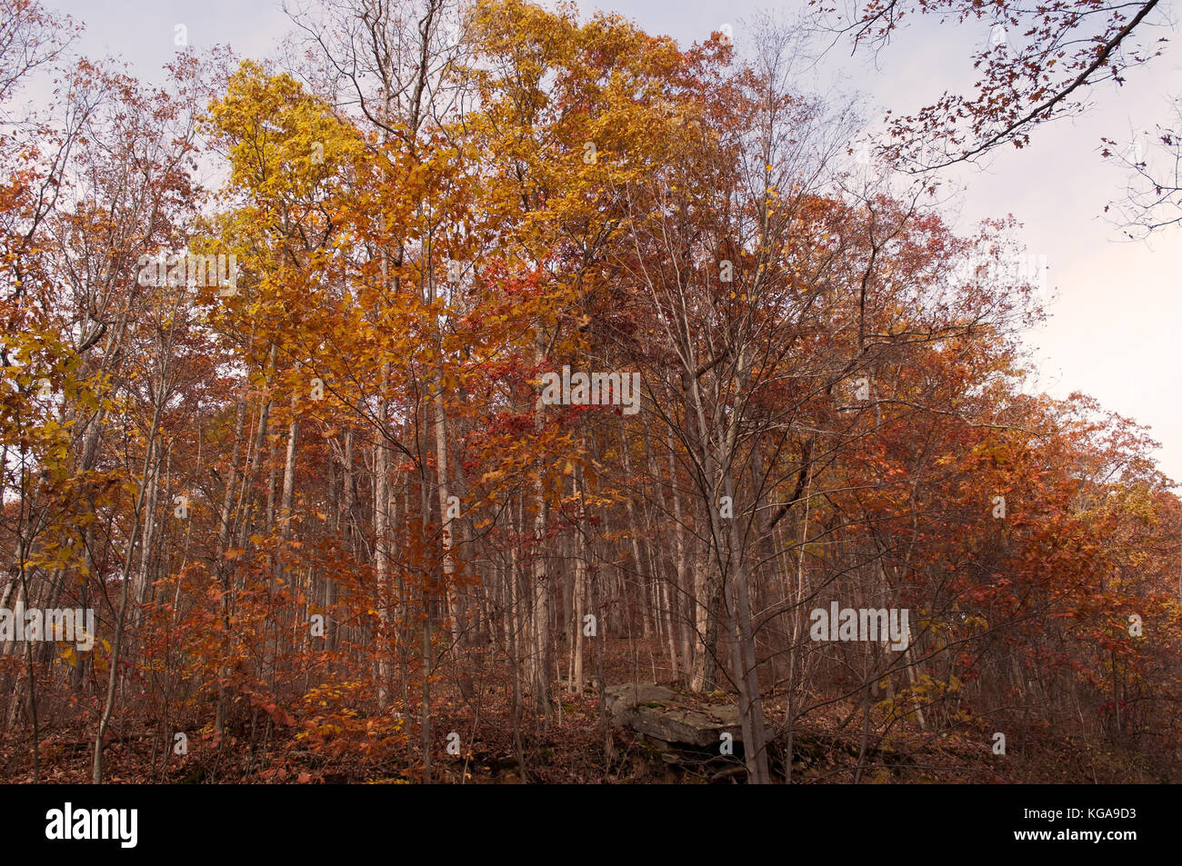 Beautiful fall trees with vibrant colors in the northwest Pennsylvania ...
