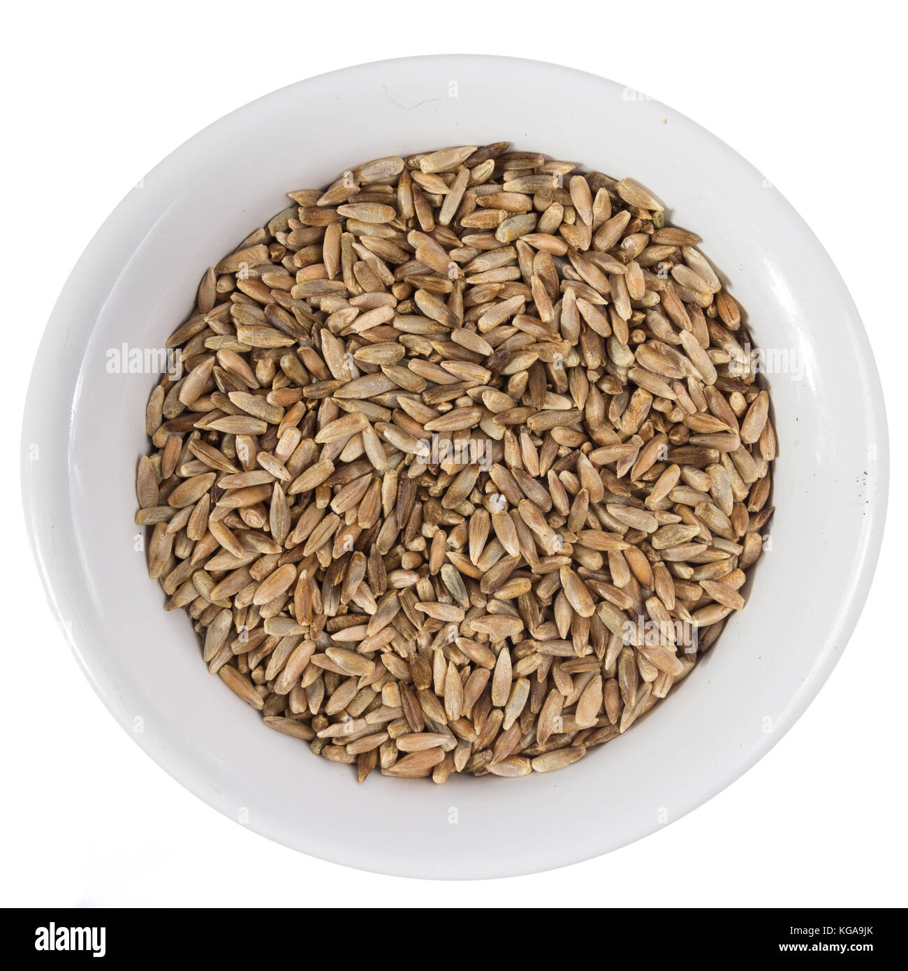 Secale cereale is scientific name of Rye cereal grain. Also known as