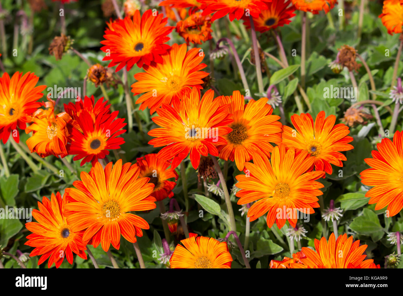 Bright orange 'Aurora Daisy', Arctotis  one of the hardiest flowering ground covers  with felted silvery foliage and long lasting blooms is popular. Stock Photo