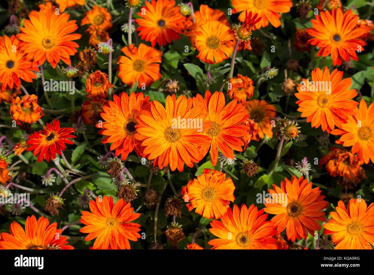 Bright orange "Aurora Daisy", Arctotis one of the hardiest flowering