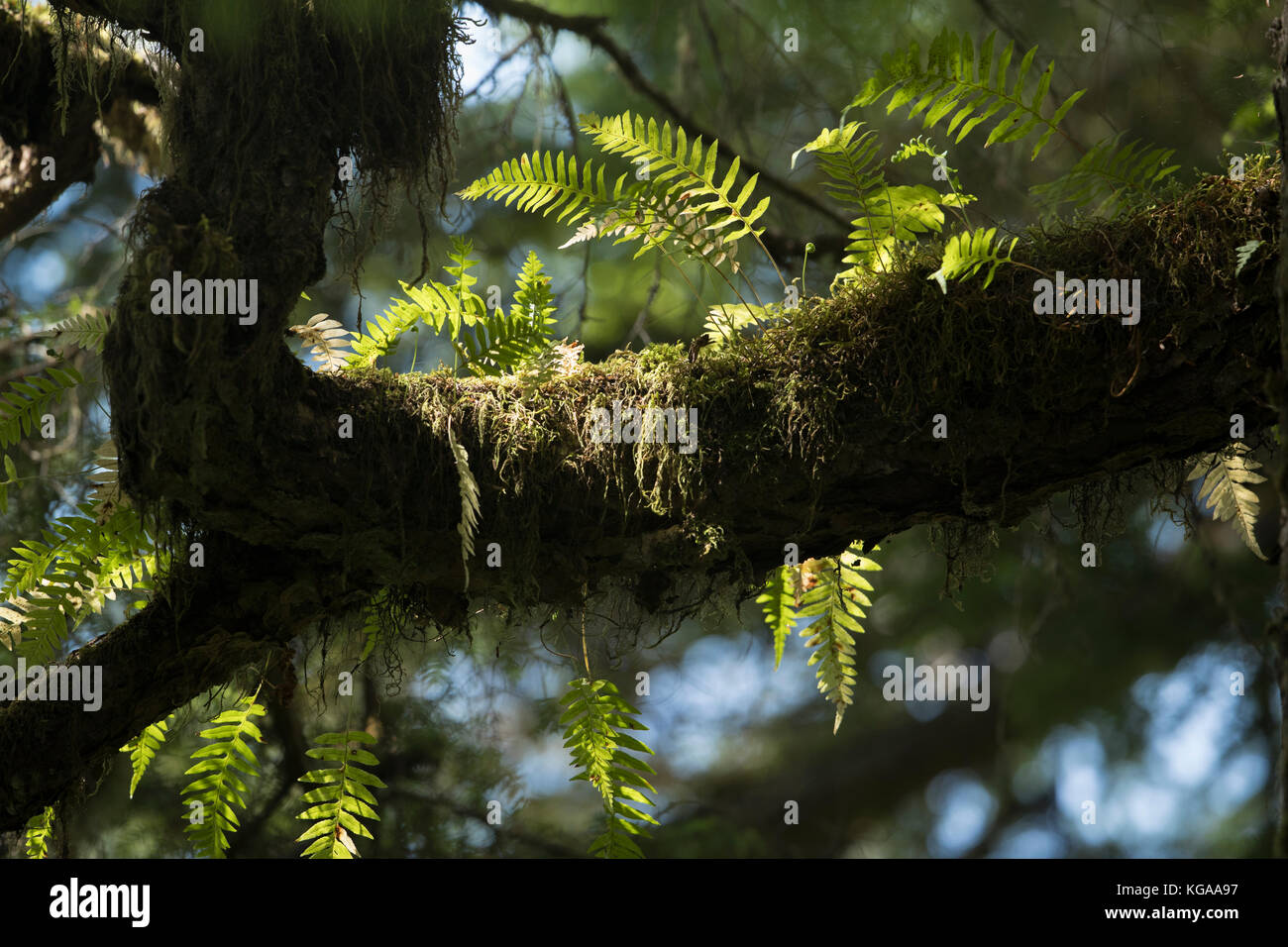 Old growth forest, ferns growing on tree, Alaska Stock Photo