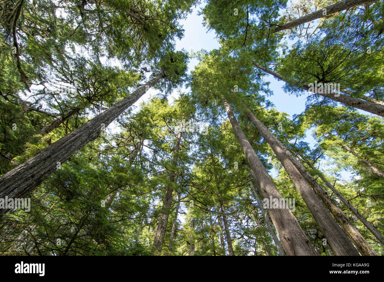 Looking straight up at a canopy of trees, Alaska Stock Photo