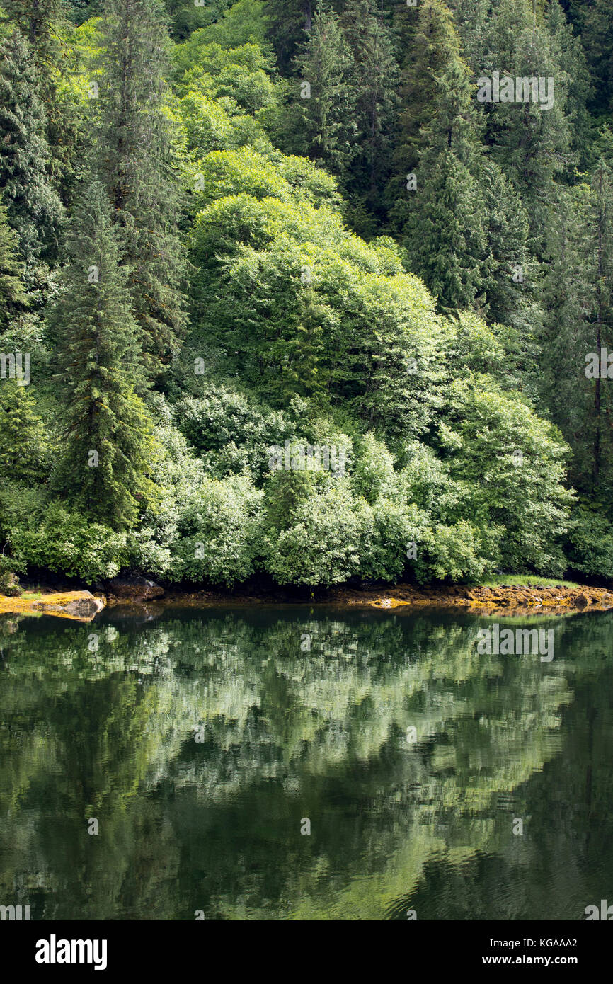 Trees reflecting on water, Alaska Stock Photo