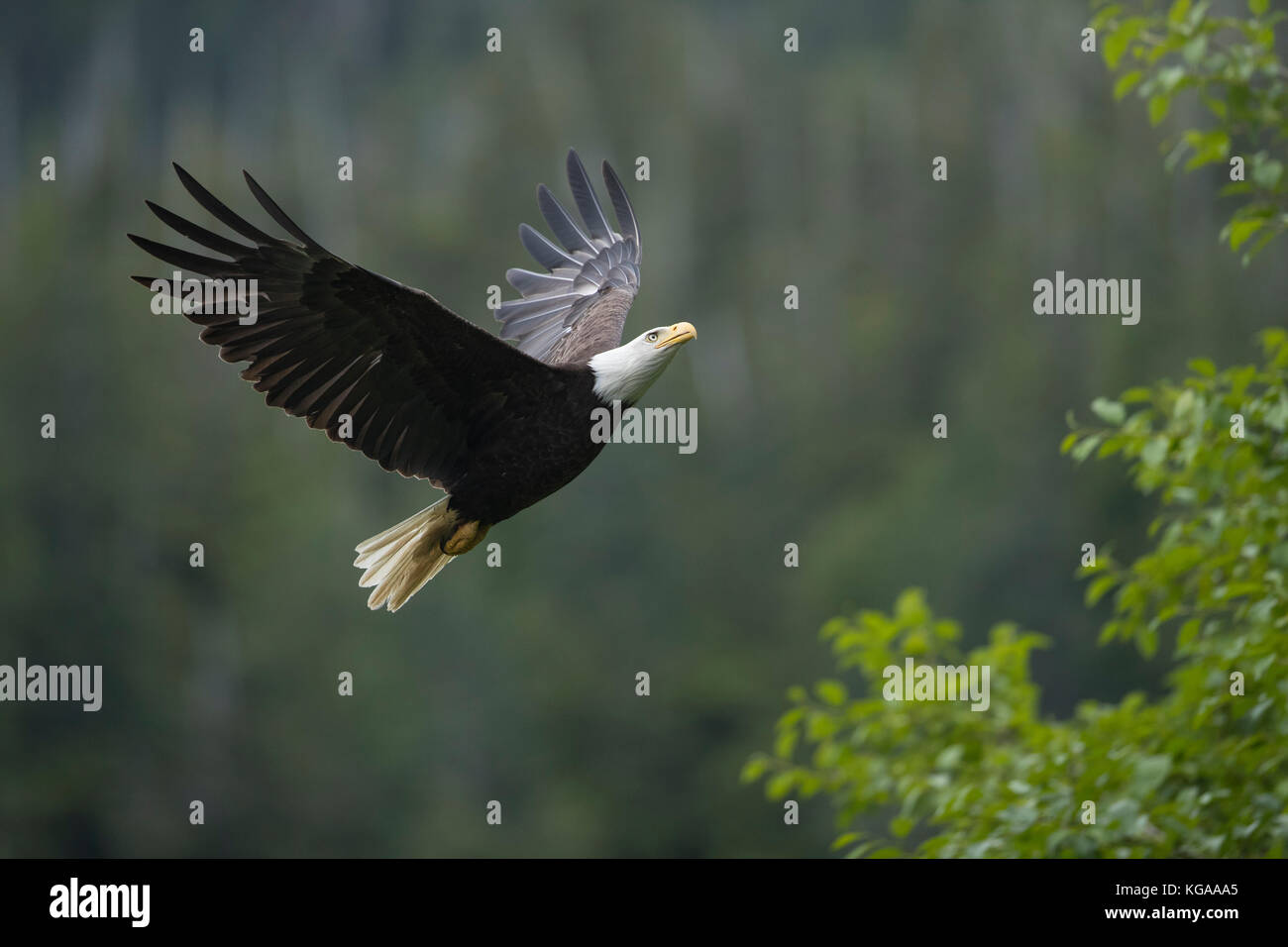 Bald eagle flying hi-res stock photography and images - Alamy