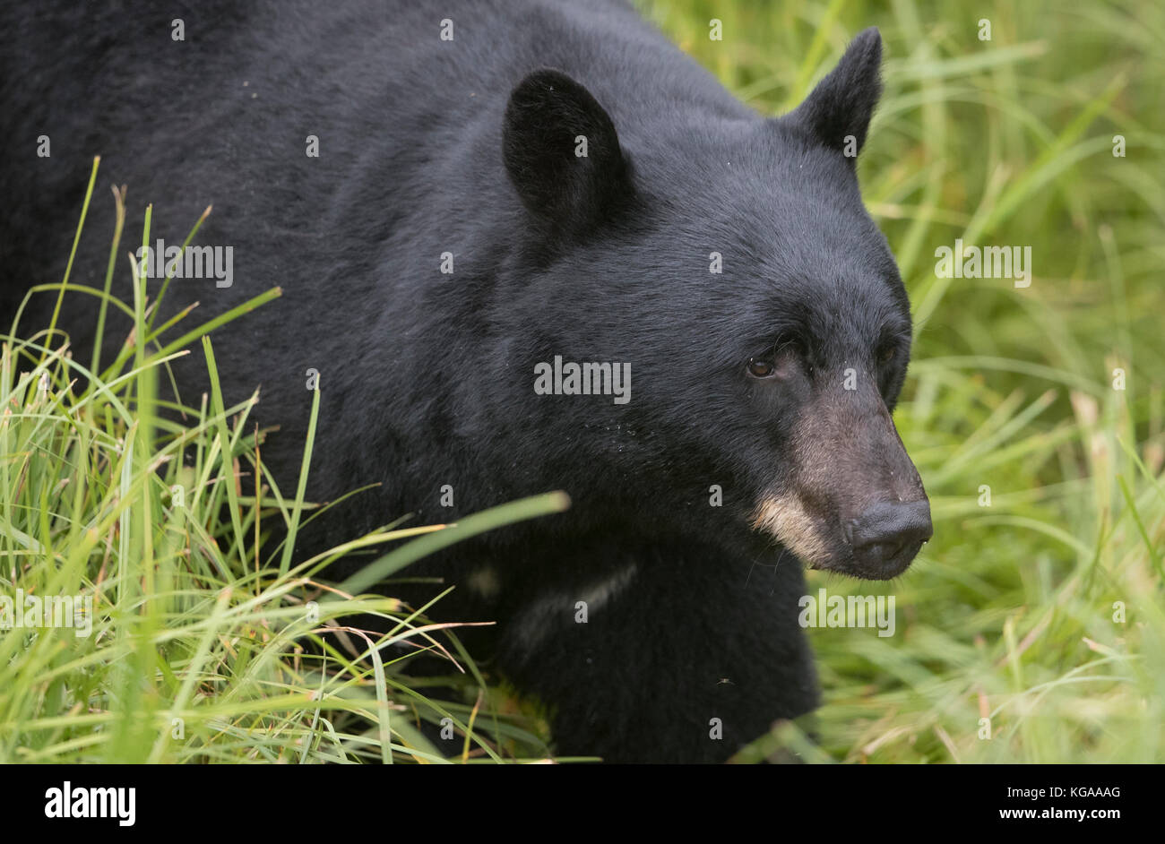 Close up Black bear moving through grass, Alaska Stock Photo