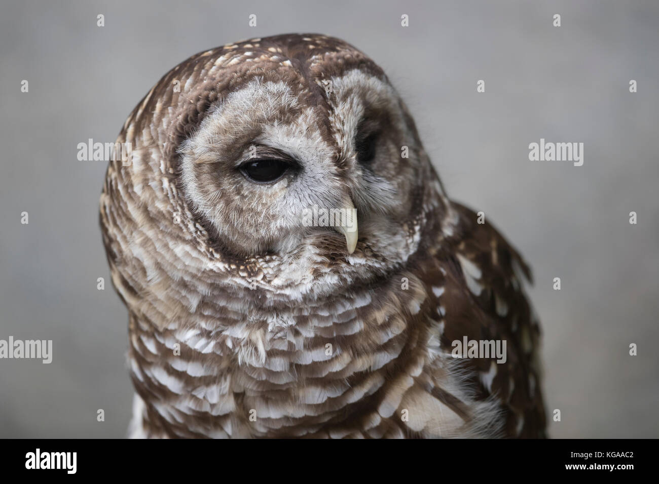 Owl portrait, Alaska Stock Photo