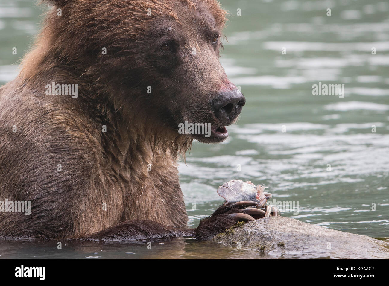Brown Bear eating freshly caught salmon, Alaska Stock Photo