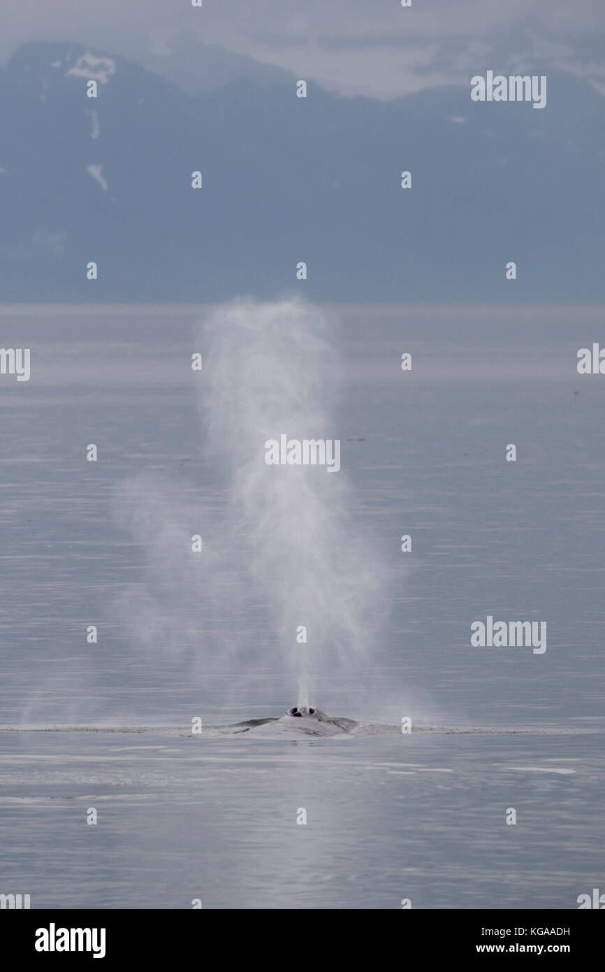 Humpback Whale Blow, Alaska Stock Photo