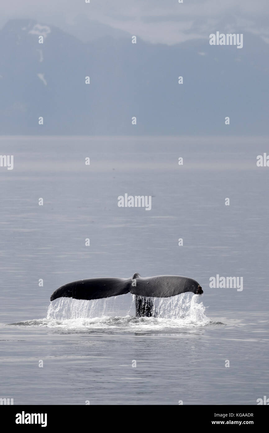 Humpback Whale Fluke, Alaska Stock Photo