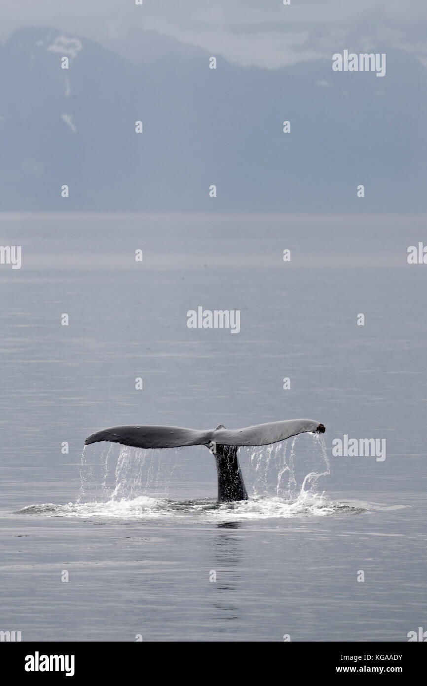 Fluke humpback whale alaska hi-res stock photography and images - Alamy