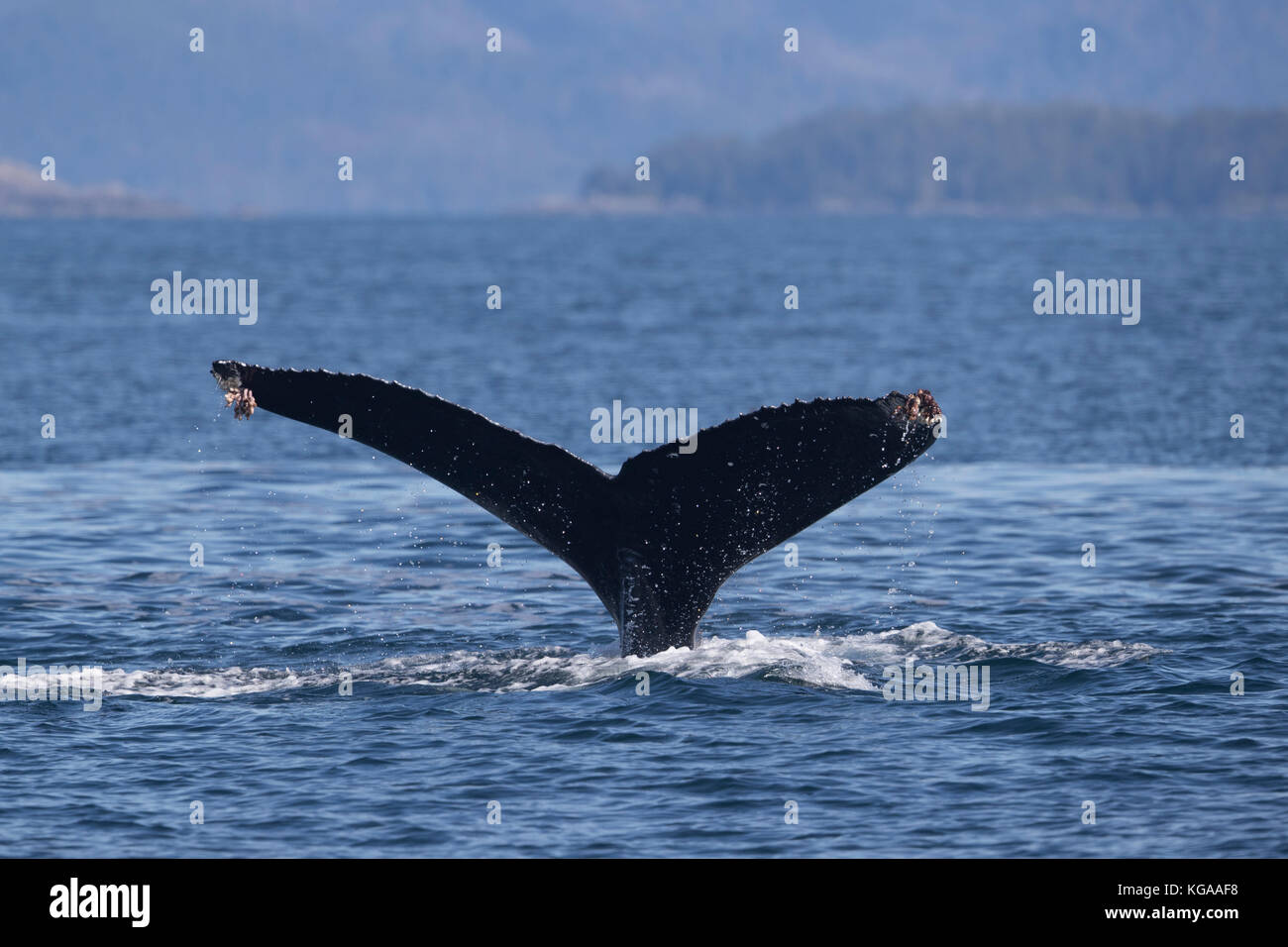 Humpback Whale Tail, Alaska Stock Photo