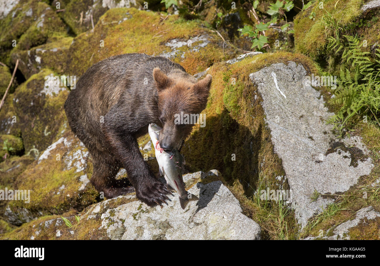 Brown Bear with Salmon, Alaska Stock Photo