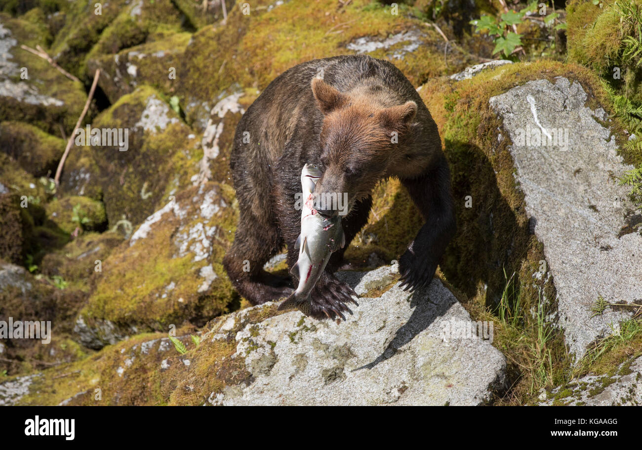 Brown Bear with Salmon, Alaska Stock Photo