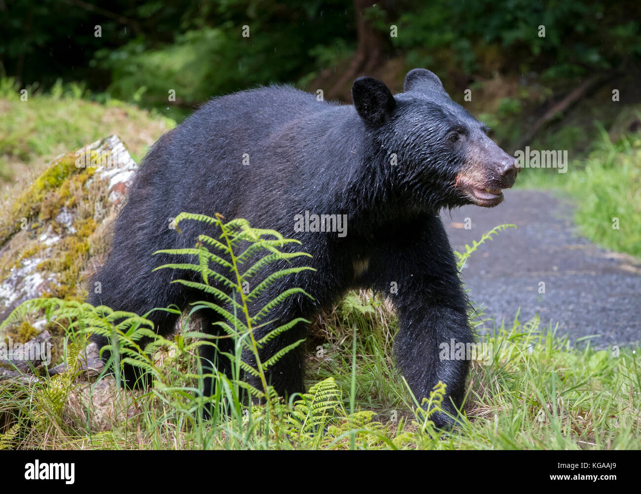 Black Bear, Alaska Stock Photo