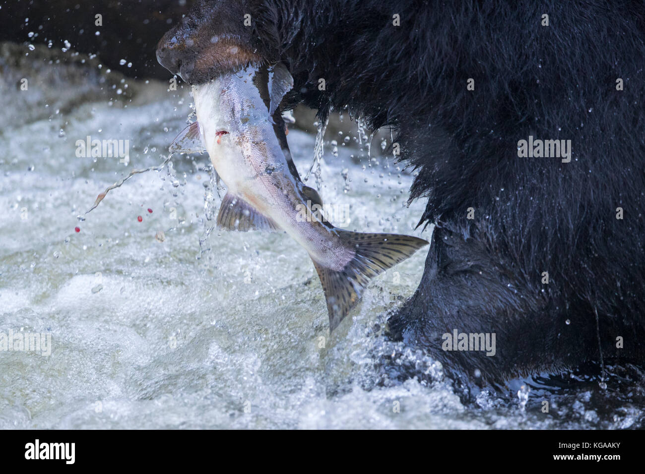 Black Bear with Salmon in mouth Stock Photo