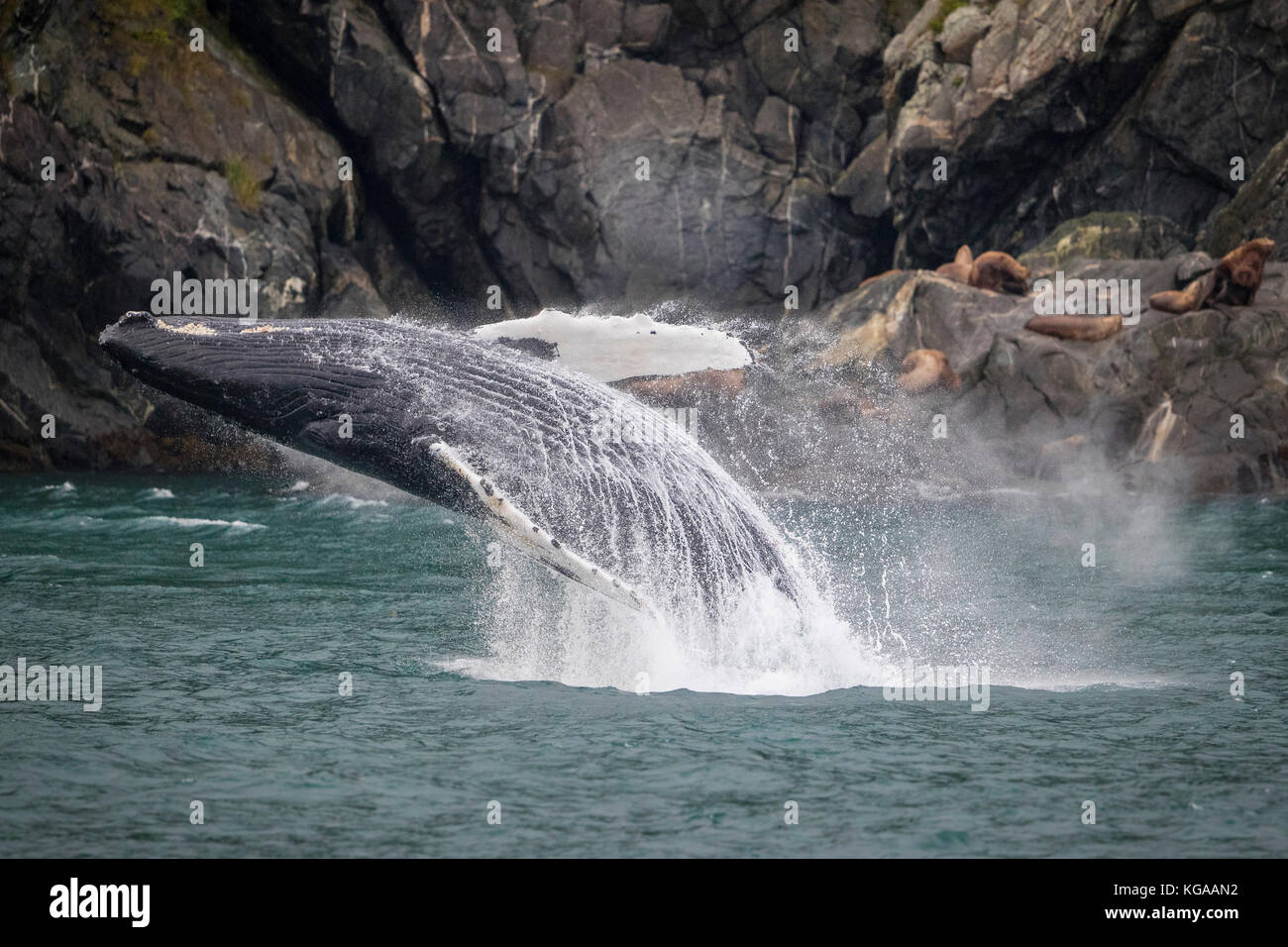 Breaching Humpback Whale, Alaska Stock Photo
