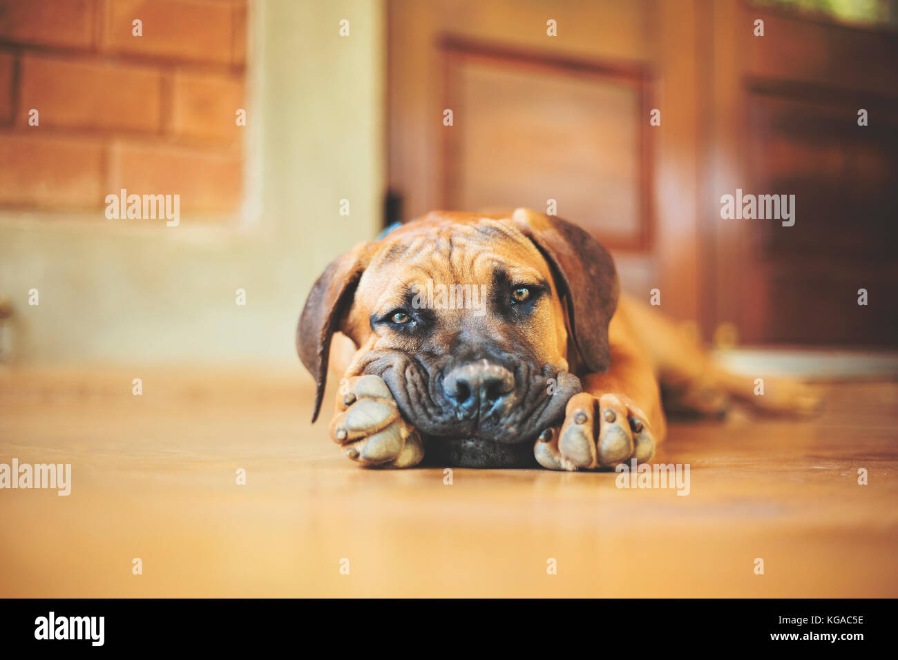 Boerboel lying with it's head on it's paws. Stock Photo