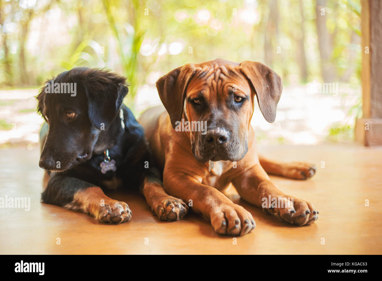 Two puppies (A german shepherd x Labrador and a Boerboel) laying next to each other. Stock Photo