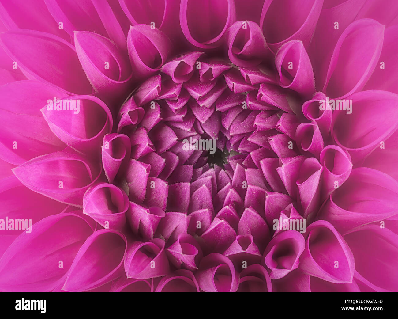 Purple flower petals Stock Photo Alamy