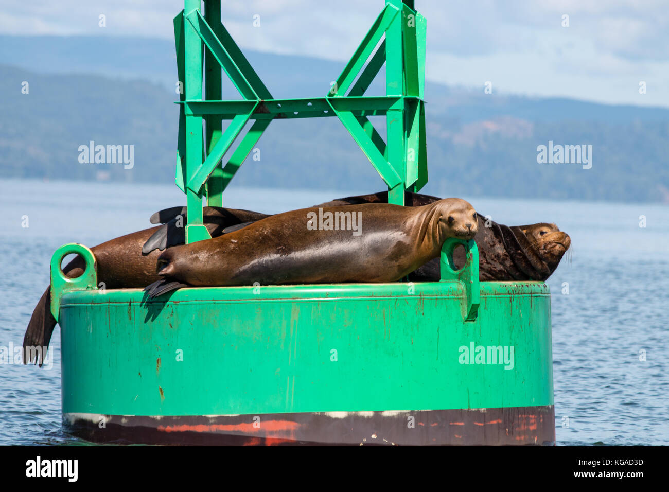 Sea Lions on a Channel Marker Buoy in the Columbia River Stock Photo