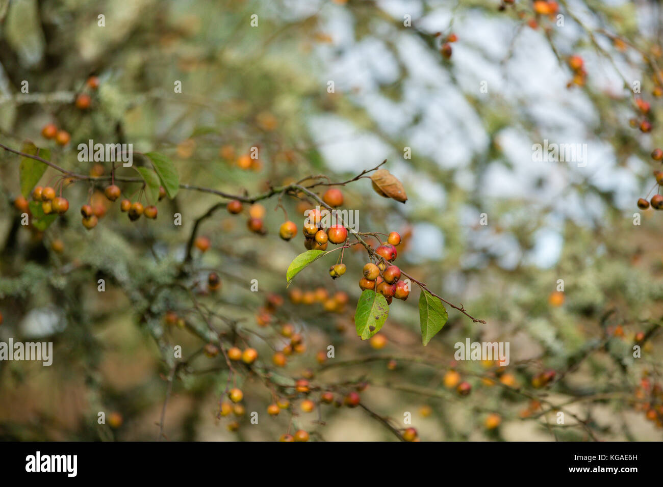 Crab apple tree with bare branches still carrying fruits despite cold
