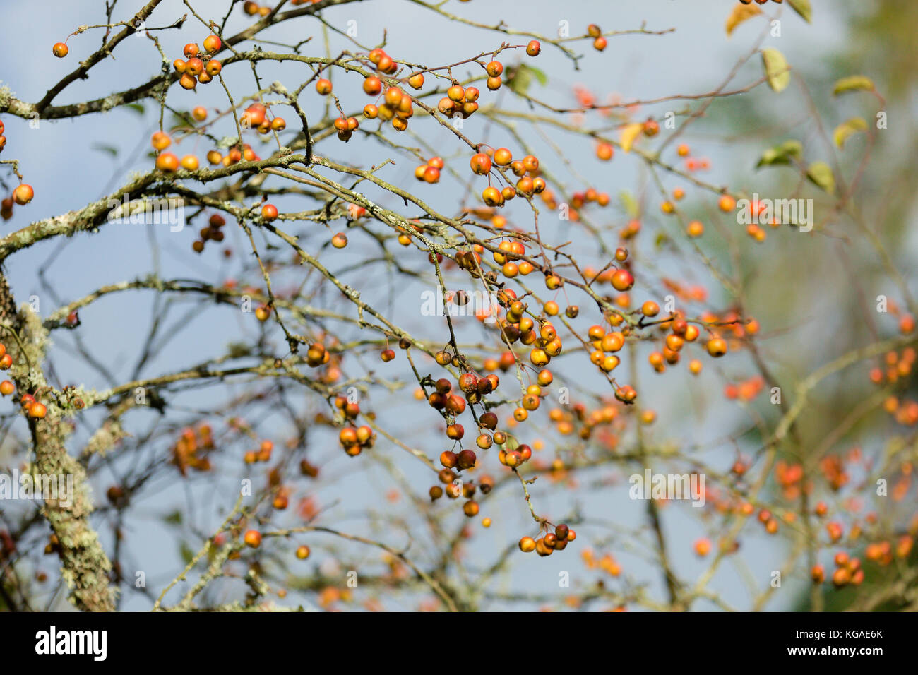 Crab apple tree with bare branches still carrying fruits despite cold