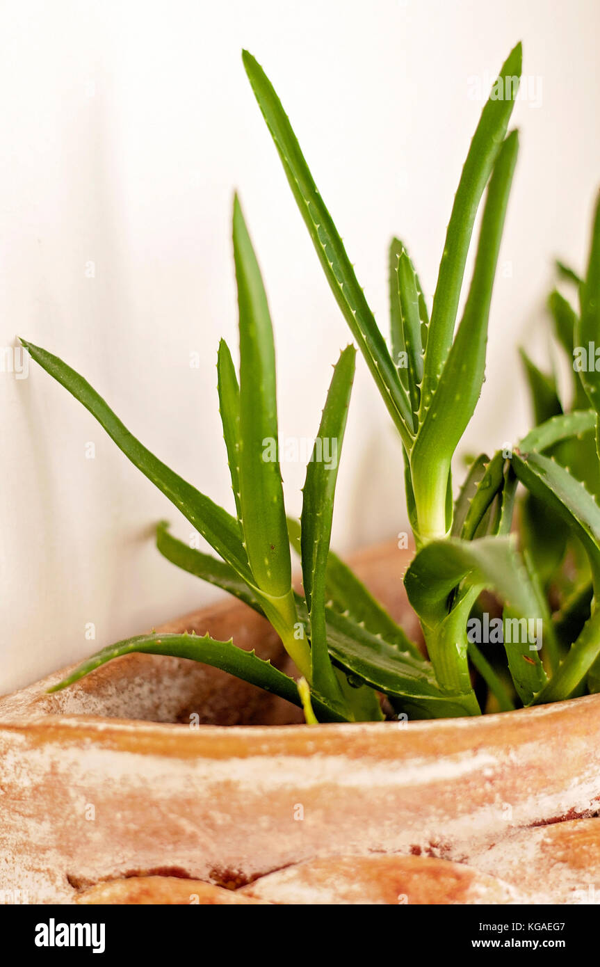 Aloe vera indoors in mexican pots on the wall Stock Photo