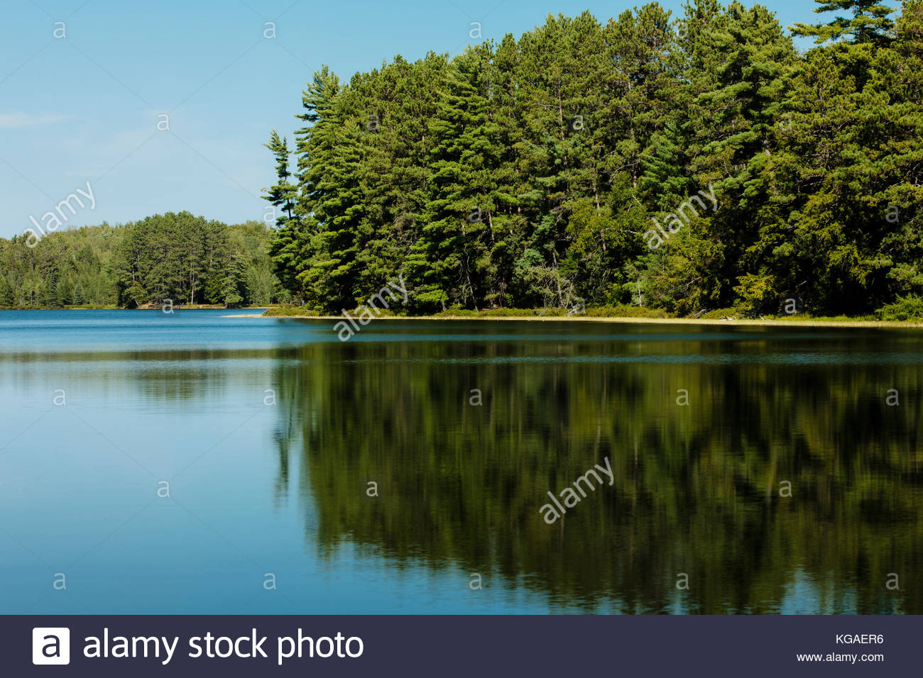 Water Hemlock Stock Photos & Water Hemlock Stock Images Alamy