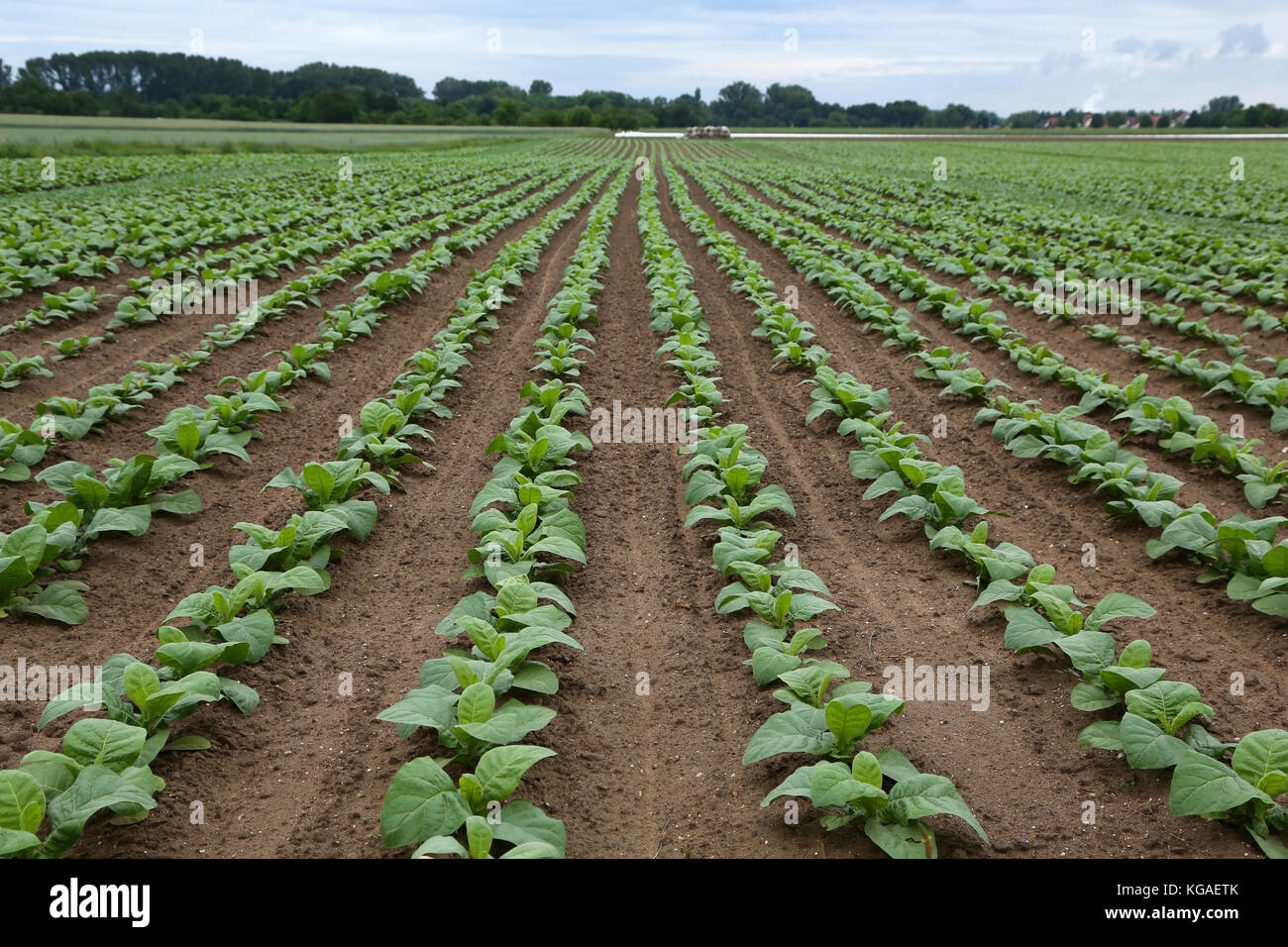 Agriculture / Tobacco Plantation / Growing tobacco Stock Photo