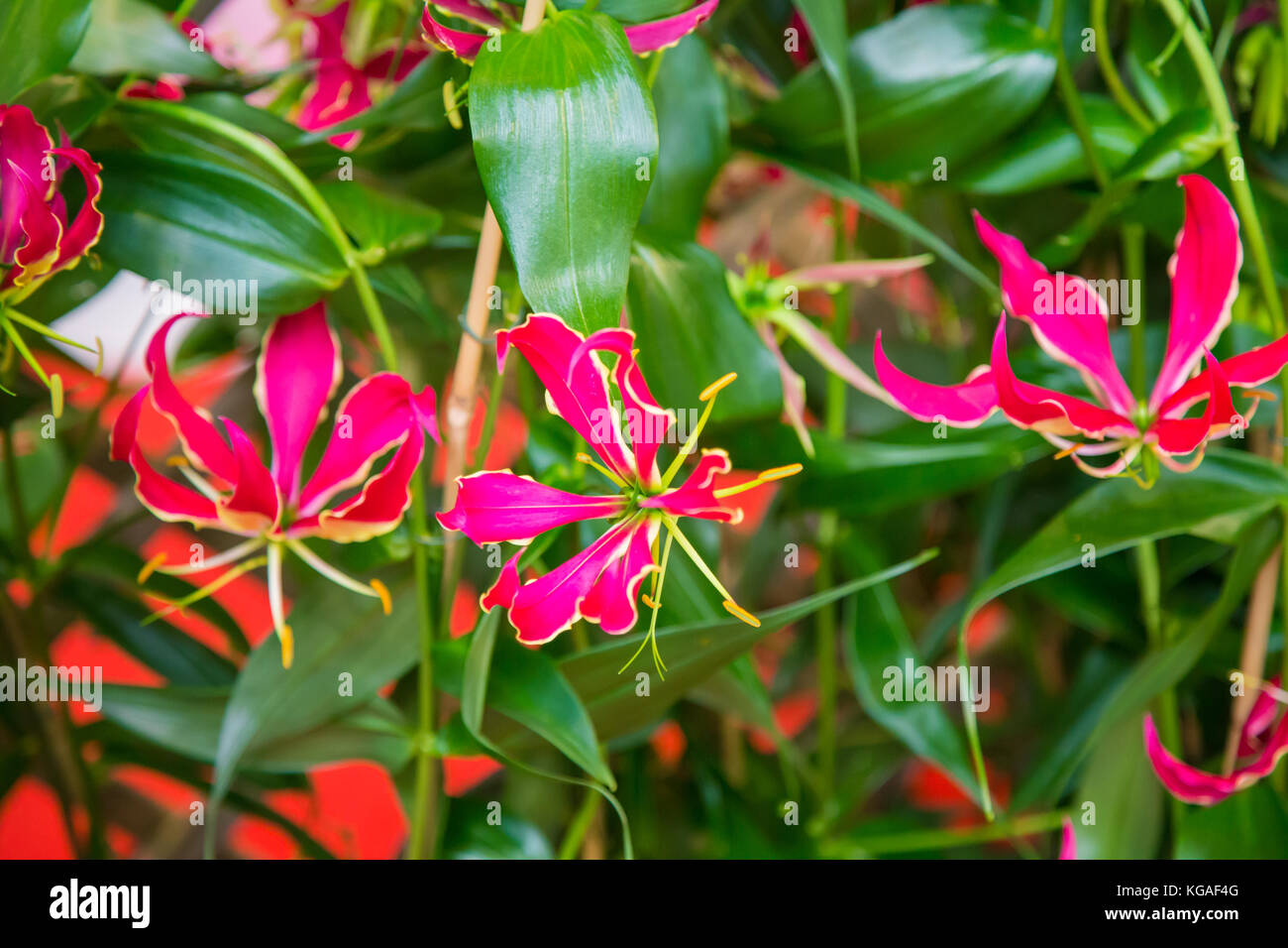 Red flower with six petals Stock Photo Alamy