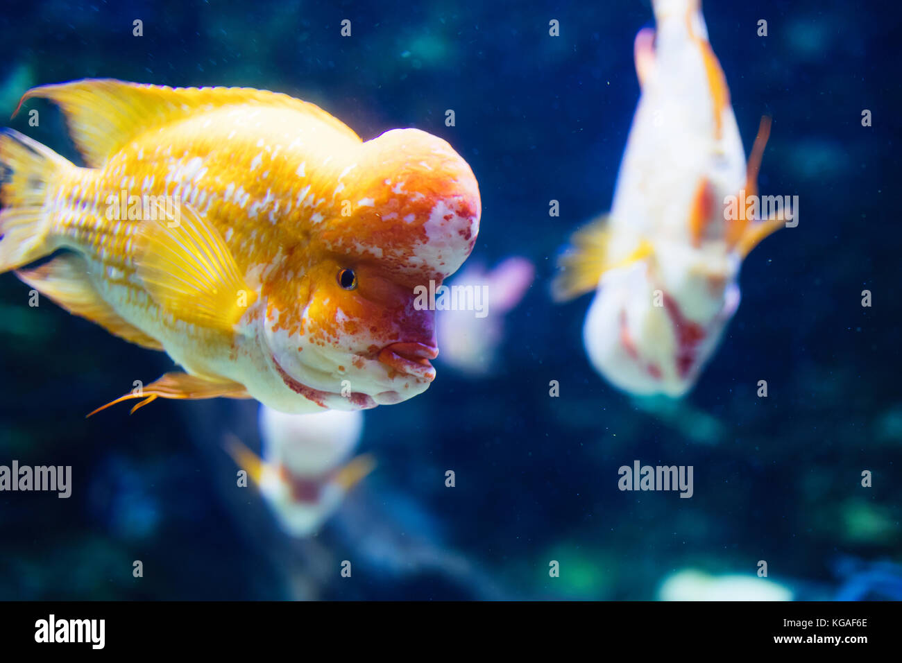 Portrait of flowerhead cichild fish swimming in aquarium Stock Photo