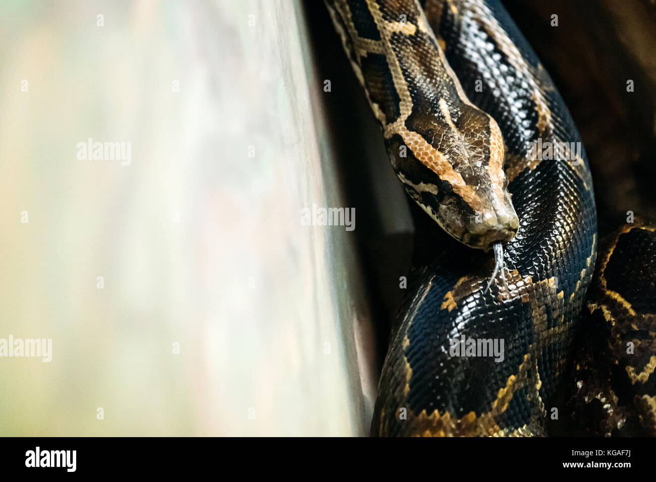 Close-up picture of dangerous grown up python Stock Photo - Alamy