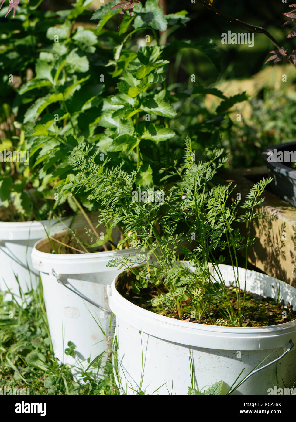 Carrots and parsnip growing in old paint buckets. Stock Photo