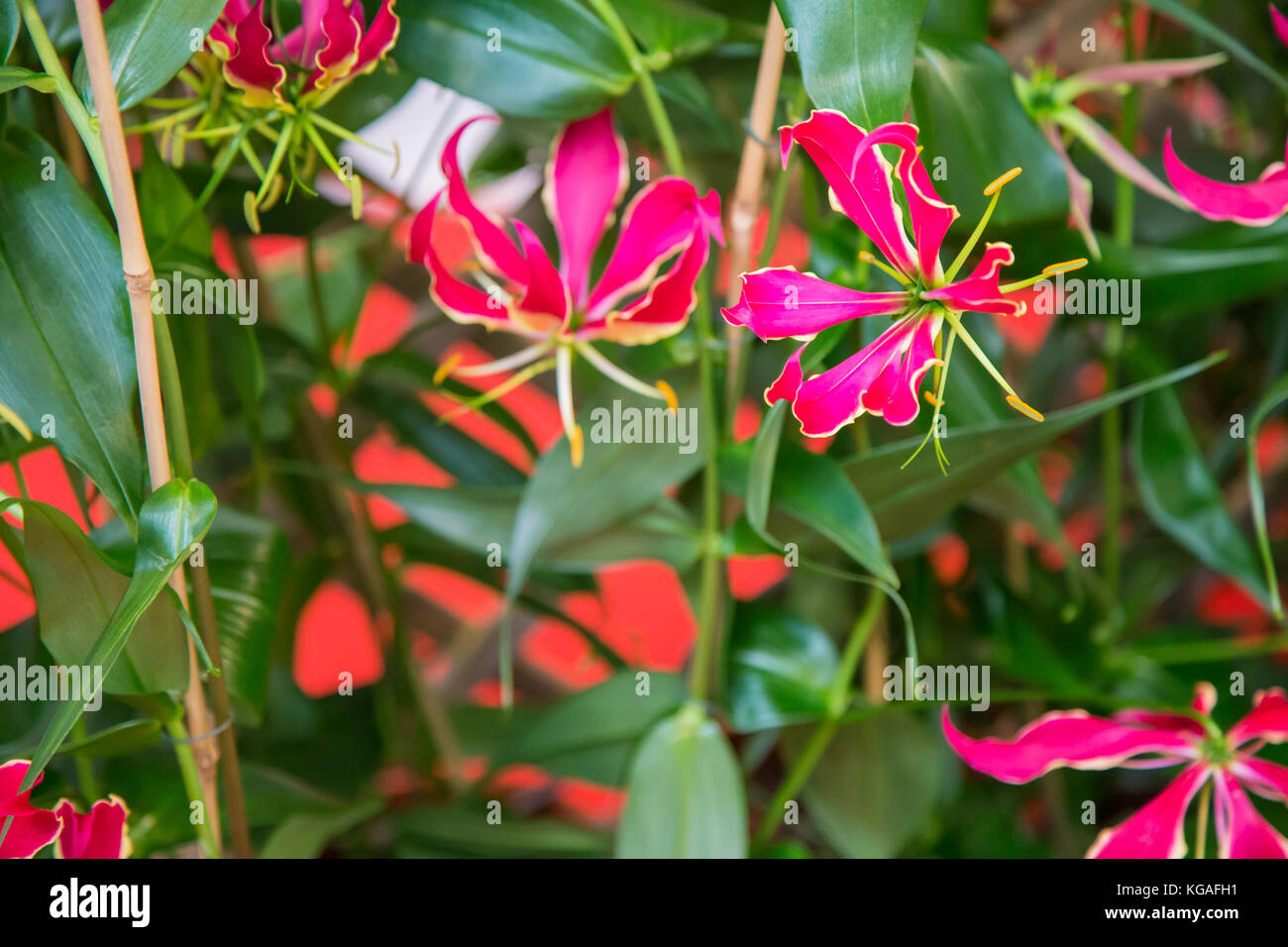 Red flower with six petals Stock Photo Alamy
