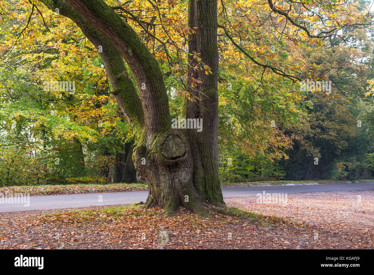 Autumn colours and fallen leaves at Box Hill of Outstanding Natural Beauty, Surrey, UK Stock Photo