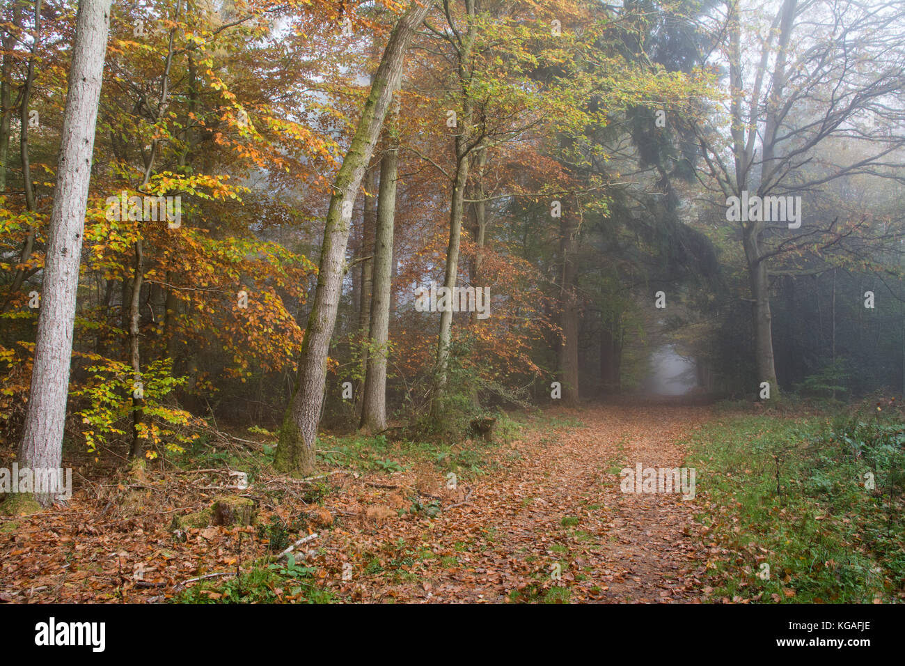 Woodland landscape on a foggy autumn morning at Ranmore Common, Surrey, UK Stock Photo