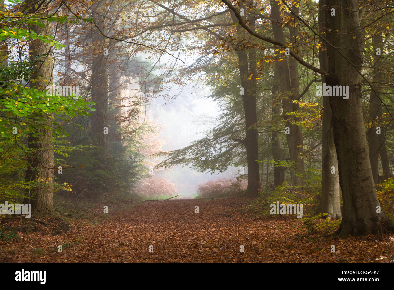 Woodland landscape on a foggy autumn morning at Ranmore Common in the North Downs, Surrey Hills AONB, UK. An atmospheric day in the countryside. Stock Photo