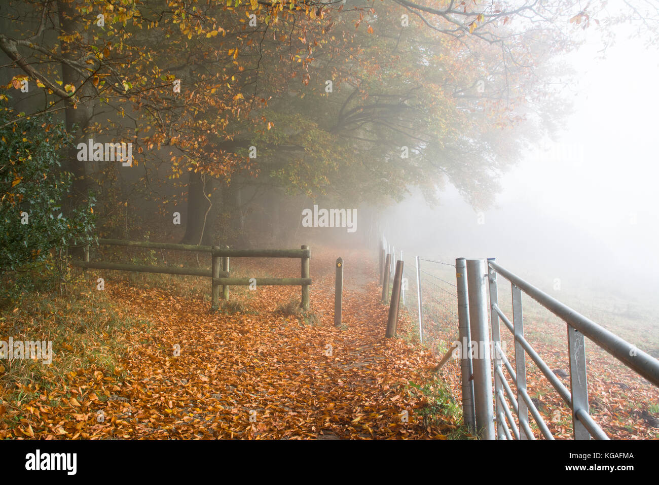 Woodland landscape on a foggy autumn morning at Ranmore Common, Surrey, UK Stock Photo