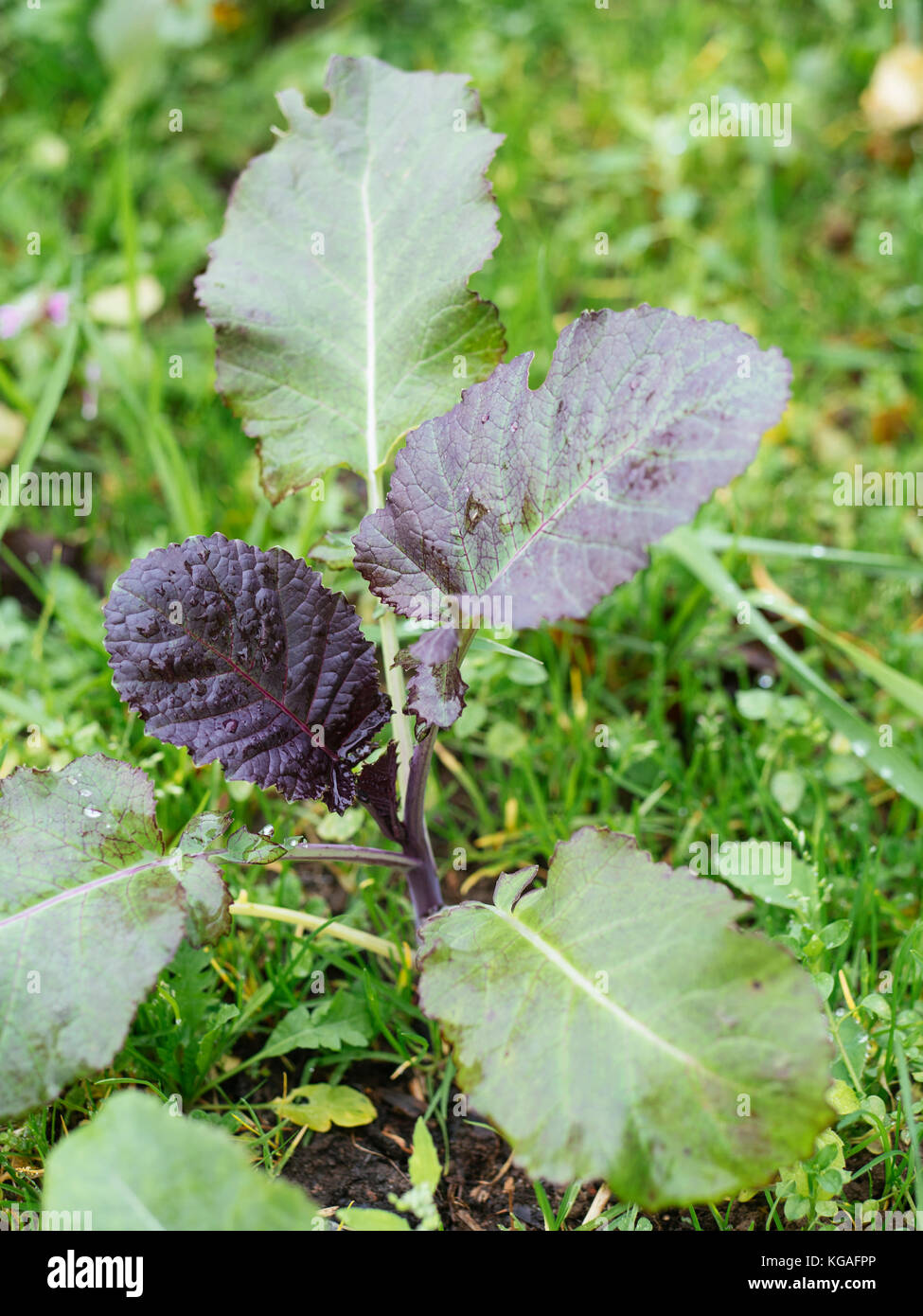 Abyssinian Cabbage growing in a vegetable garden. Stock Photo