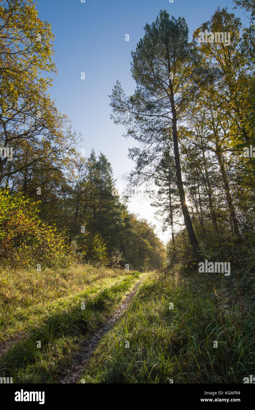 Chiddingfold Forest in the Surrey Hills area of outstanding natural beauty on a cold autumn morning Stock Photo