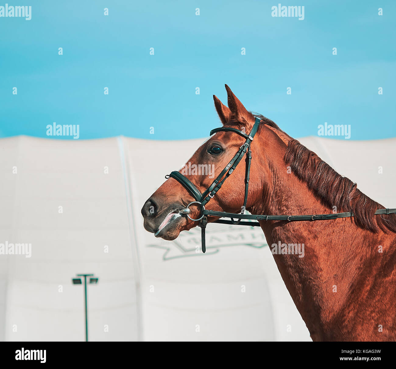 girl rider on horse Stock Photo - Alamy