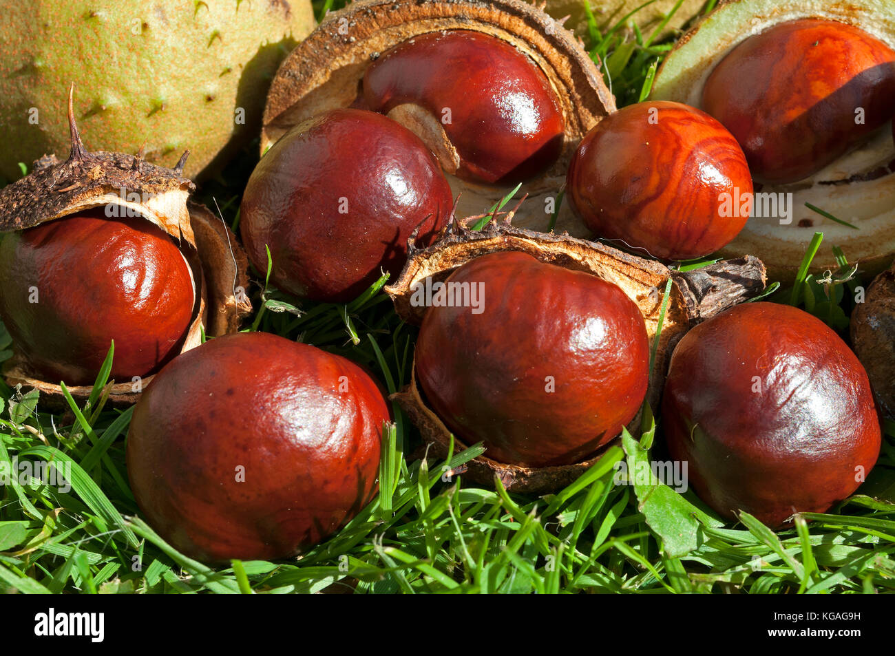 horse chestnuts open shells lying on grass Stock Photo