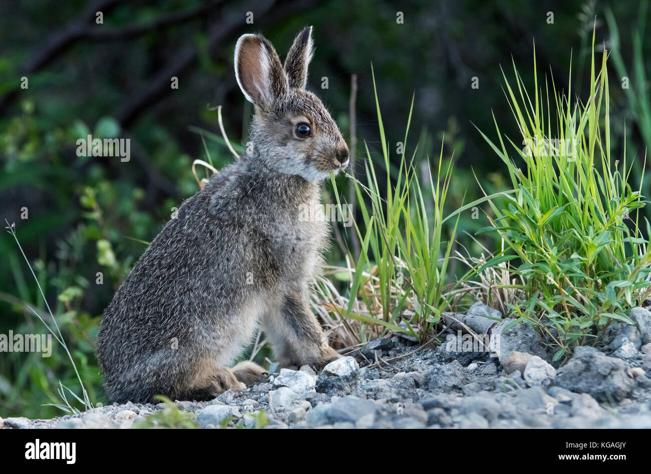 Snowshoe hare summer