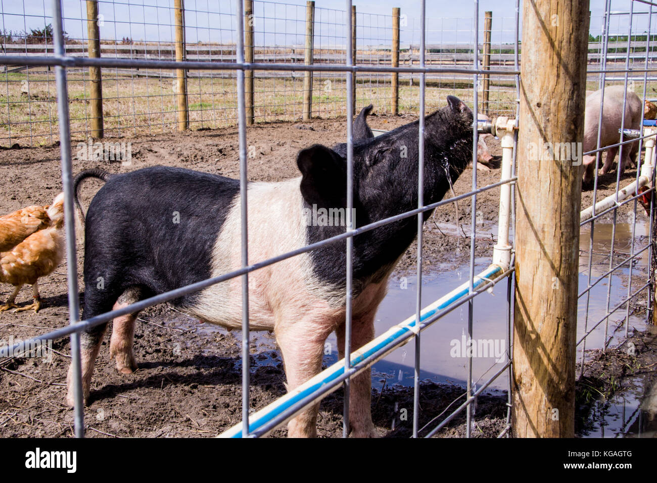 Young hampshire pig drinks water from a nipple valve Stock Photo