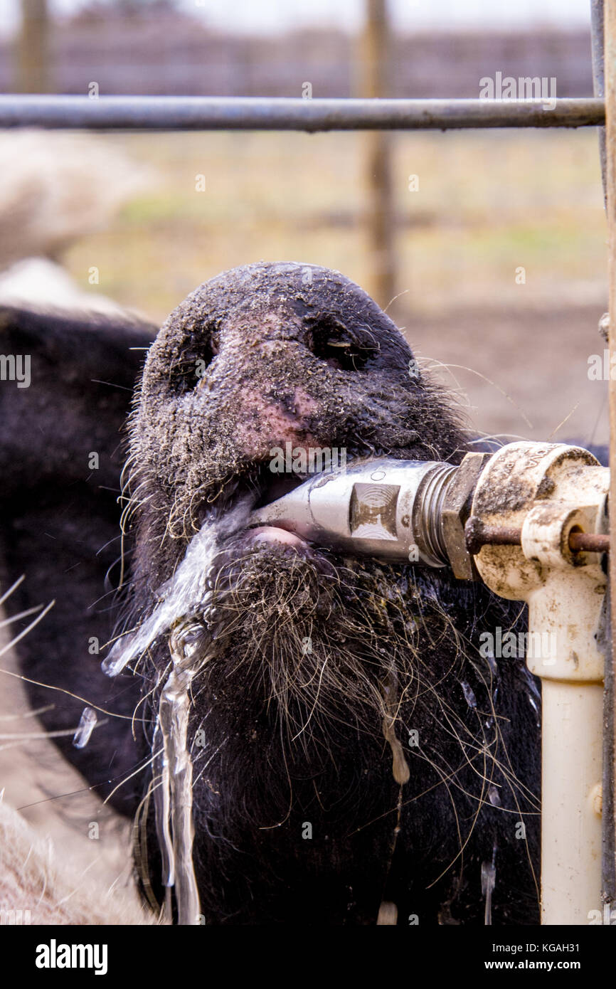 Close shot of pig drinking water from a nipple valve Stock Photo