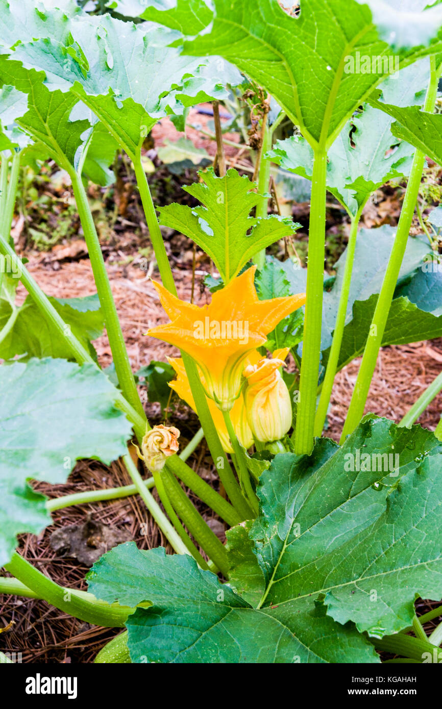 Squash blossom as it opens.  Note the spiral pattern on the lower bud Stock Photo