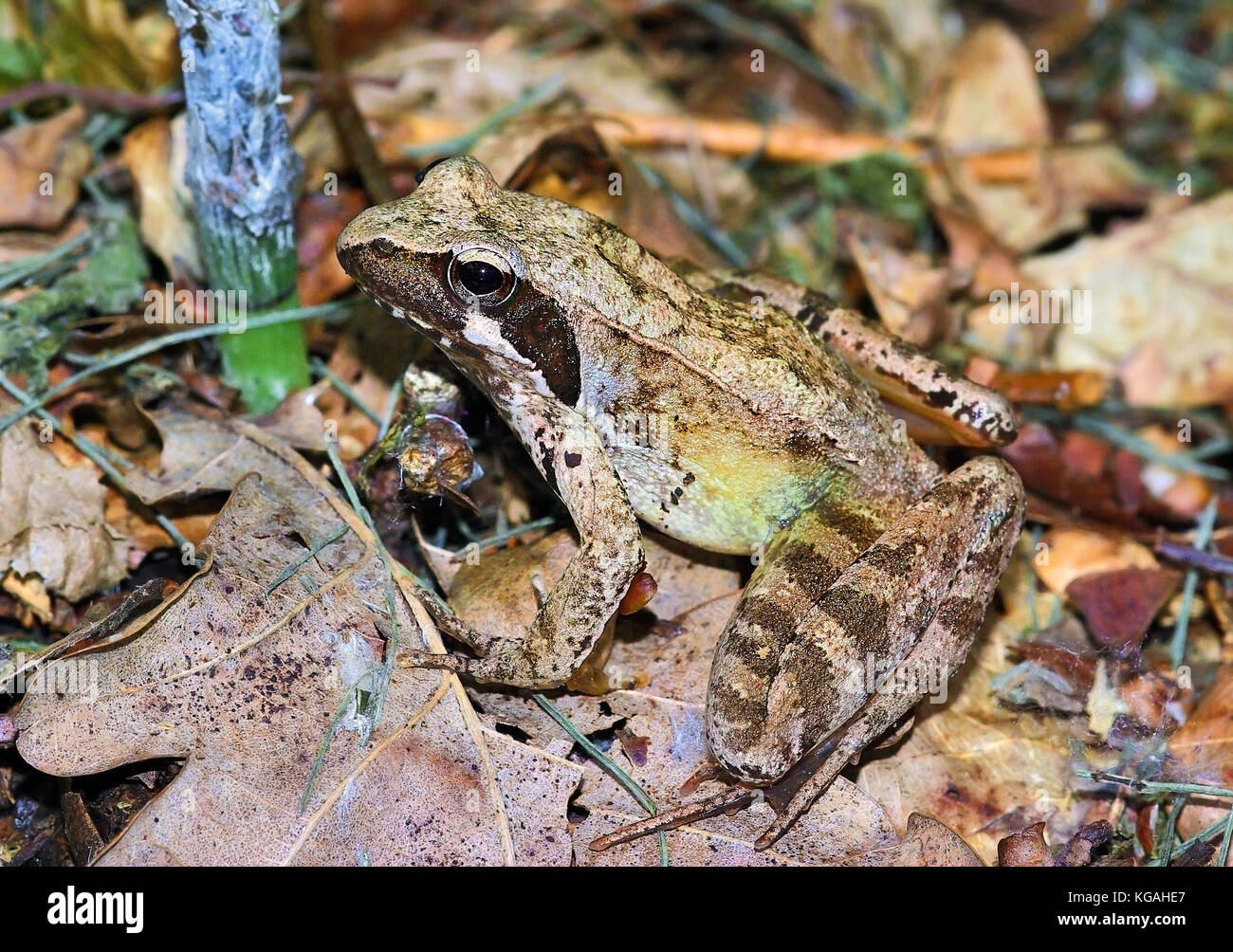 Italian agile frog (Rana latastei) Stock Photo