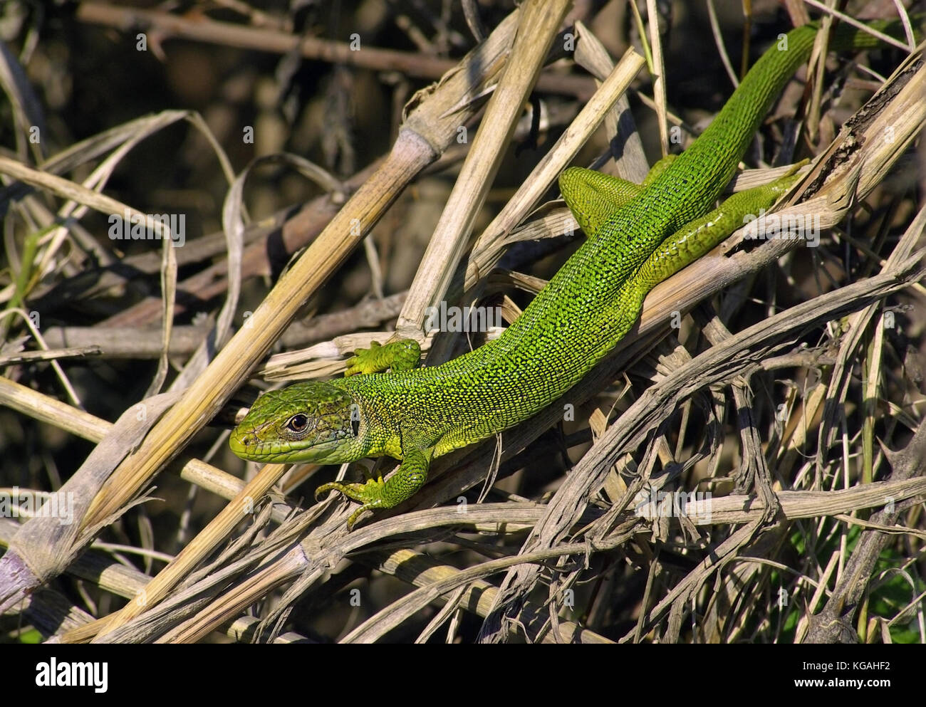 Western green lizard (Lacerta bilineata) Stock Photo