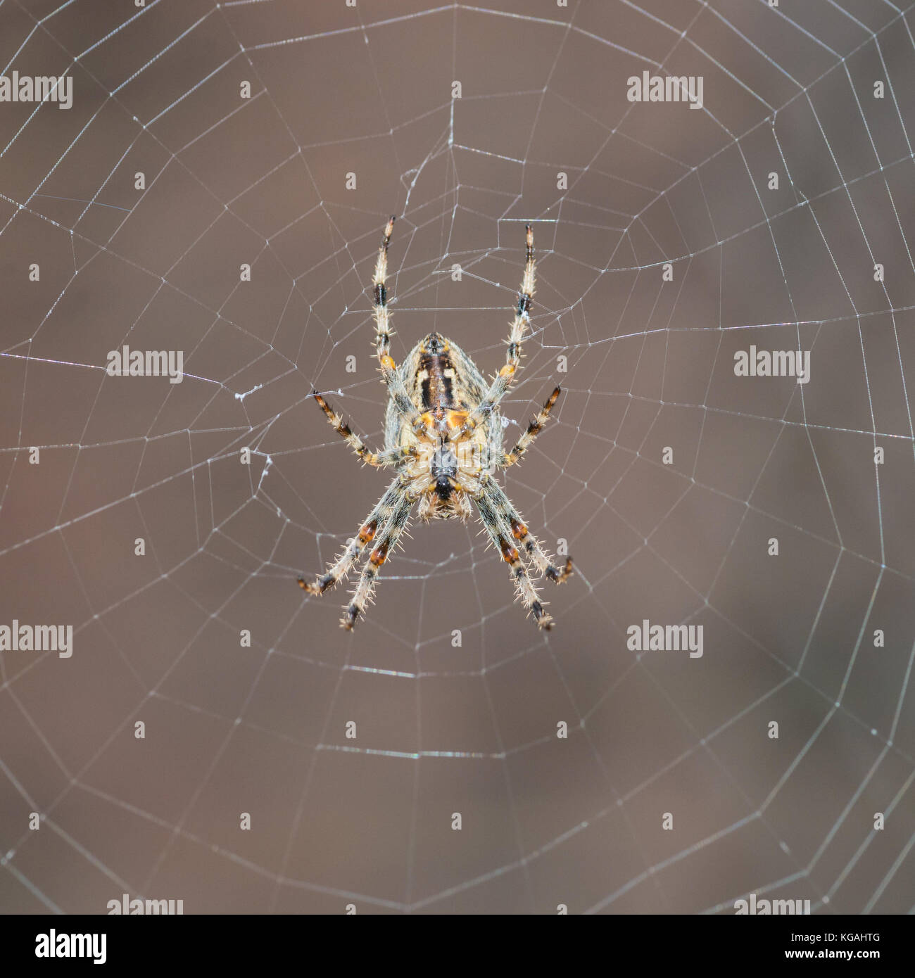 A macro shot of a garden spider sitting in its web Stock Photo - Alamy