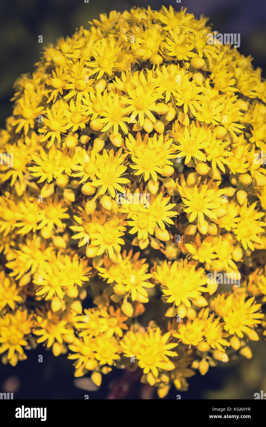 Close up image of bright yellow Aeonium undulatum flowers. Aeonium undulatum is a succulent, evergreen flowering plant in the family Crassulaceae. Stock Photo